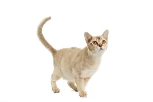 Burmilla: Cat - Burmilla