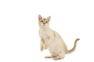 Burmilla: Cat - Burmilla
