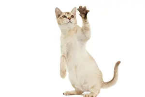 Burmilla: Cat - Burmilla