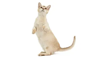 Burmilla: Cat - Burmilla