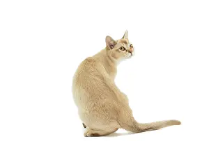 Burmilla: Cat - Burmilla