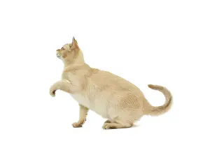 Burmilla: Cat - Burmilla