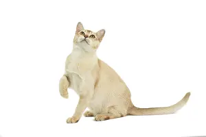 Burmilla: Cat - Burmilla