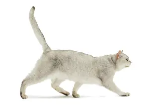 Burmilla: Cat - Burmilla