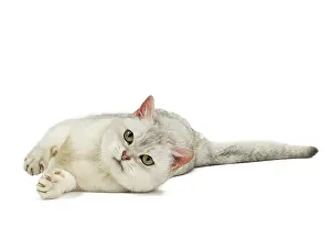 Burmilla: Cat - Burmilla