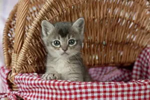 Burmilla: Cat Burmilla 5 week old kitten