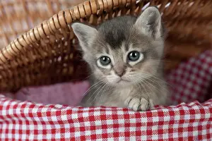 Burmilla: Cat Burmilla 5 week old kitten