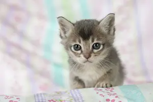 Burmilla: Cat Burmilla 5 week old kitten