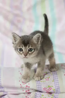 Burmilla: Cat Burmilla 5 week old kitten