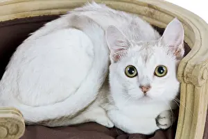 Burmillas: Cat - Burmilla - 6 month old kitten