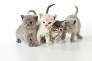 Burmilla: Cat Burmilla Asian X breed