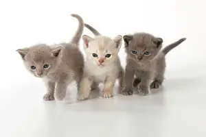 Burmilla: Cat Burmilla Asian X breed