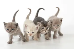 Burmilla: Cat Burmilla Asian X breed