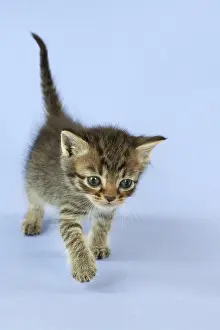 Burmilla: Cat Burmilla Asian X breed