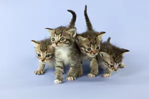 Burmilla: Cat Burmilla Asian X breed