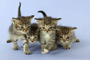 Burmilla: Cat Burmilla Asian X breed