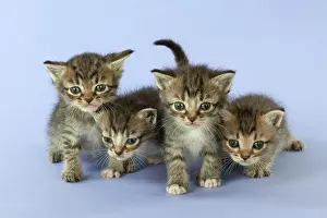 Burmilla: Cat Burmilla Asian X breed