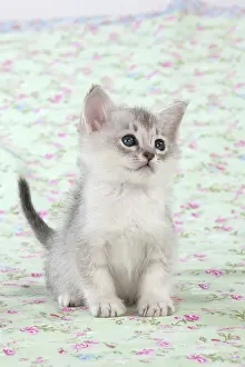 Burmilla: Cat Burmilla Asian X breed