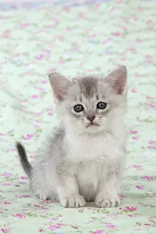Burmilla: Cat Burmilla Asian X breed