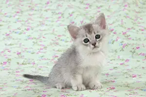Burmilla: Cat Burmilla Asian X breed