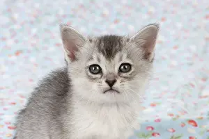 Burmilla: Cat Burmilla Asian X breed