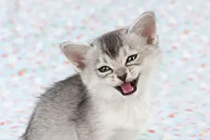 Burmilla: Cat Burmilla Asian X breed