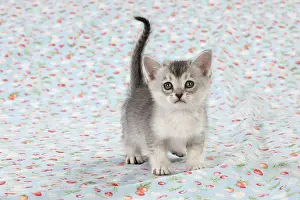 Burmilla: Cat Burmilla Asian X breed