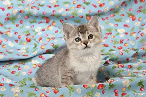Burmilla: Cat Burmilla Asian X breed