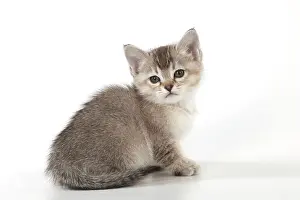 Burmilla: Cat Burmilla Asian X breed