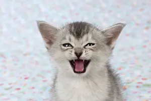 Speaking: Cat Burmilla Asian X breed