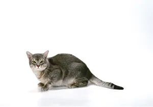 Burmillas: CAT - Burmilla blue shaded