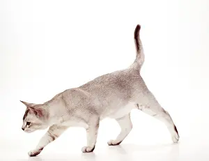 Burmillas: CAT - BURMILLA, Brown shaded silver