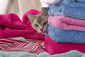 Burmilla: CAT. Burmilla, caramel silver, in coloured towels