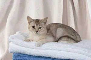 Burmilla: CAT. Burmilla, caramel silver, in coloured towels