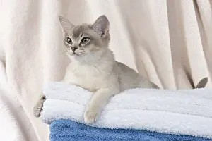Burmilla: CAT, Burmilla, cinnamon in coloured towels