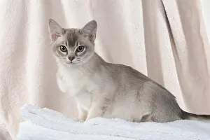 Burmilla: CAT, Burmilla, cinnamon in coloured towels