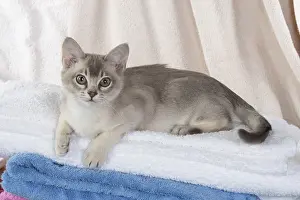 Burmilla: CAT, Burmilla, cinnamon in coloured towels