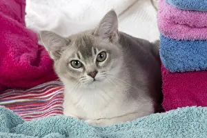 Burmilla: CAT, Burmilla, cinnamon in coloured towels