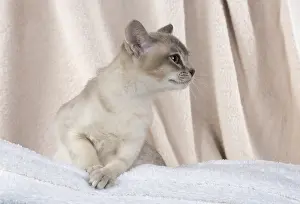 Burmilla: CAT, Burmilla, cinnamon in coloured towels