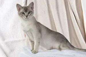 Burmilla: CAT, Burmilla, cinnamon in coloured towels