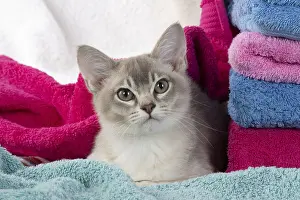 Burmilla: CAT, Burmilla, cinnamon in coloured towels