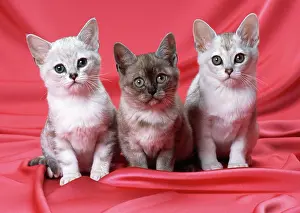 Burmillas: CAT - Burmilla kittens, three