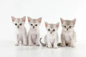 Burmilla: CAT Burmilla kittens 6 weeks old