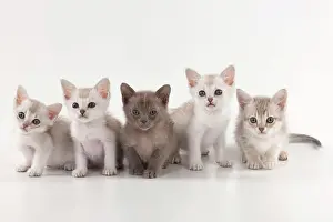 Burmilla: CAT Burmilla kittens 6 weeks old with a Burmese
