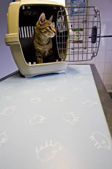 Transportations: Cat in the cage of transport to the vet
