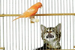 Caged: Cat - with caged Canary bird