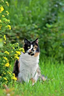 Tortie: Cat - calico female sitting in garden