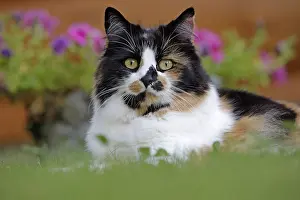 Rolf Kopfle: Cat Calico, female sitting in grass looking at camera