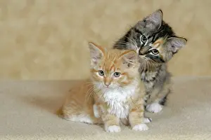 Calico: Cat - Calico and Ginger tabby kittens playing together