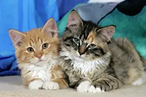 Calico: Cat - Calico and Ginger tabby kittens sitting together